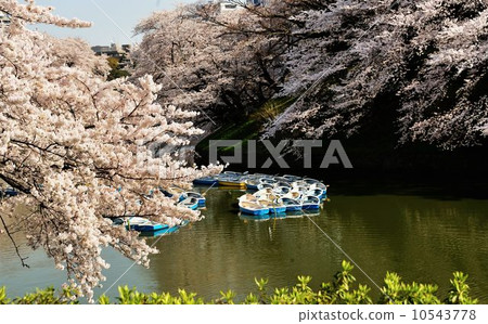 Chidorigafuchi公園徒步遊 10543778