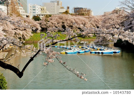 Stroll around Chidorigafuchi Park Stroll around Chidorigafuchi Park 10543780