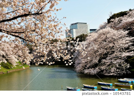 在Chidorigafuchi公園漫步 10543781