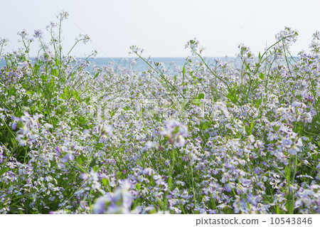 Hamadaikon of Yuigawake 10543846