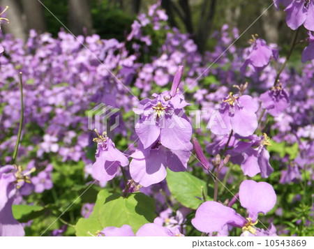Murasaki Hana 10543869