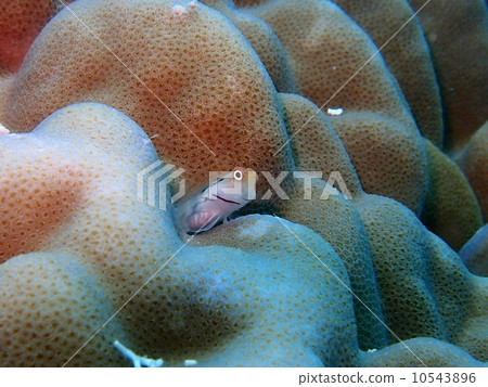 石垣青蛙 10543896