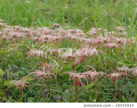 Alpine plant 10543934