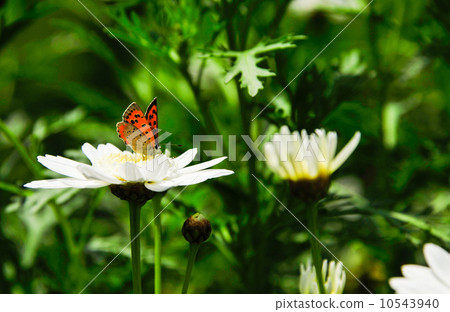 花和蝴蝶 花和蝴蝶 10543940