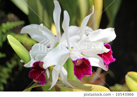 Cattleya 10543966