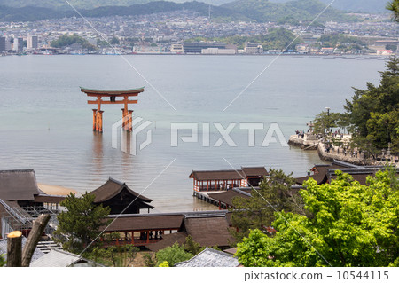 From Momiji sidewalk Itsukushima shrine and Otorii 10544115