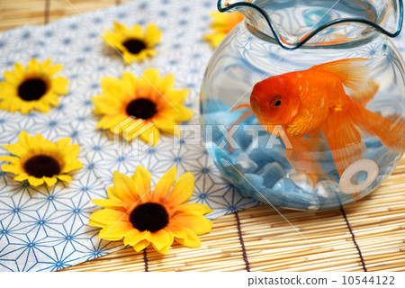金魚 10544122