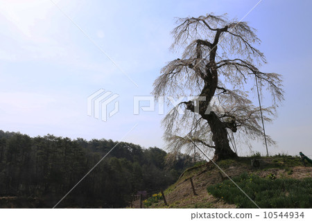 Branched cherry blossoms of Nagasawa Branched cherry blossoms of Nagasawa 10544934