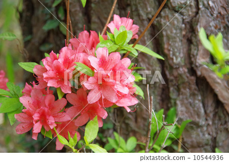 Yamato azalea 10544936