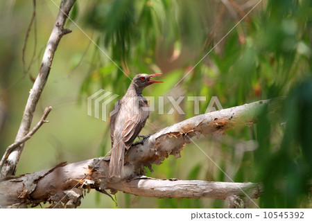 White-tailed Coolai Aguice 10545392