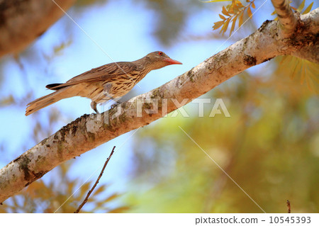 White-tailed Coolai Aguice 10545393