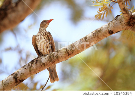 White-tailed Coolai Aguice 10545394