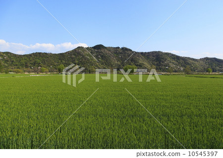 Wheat field Wheat field 10545397
