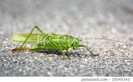 Big green grasshopper 10545543