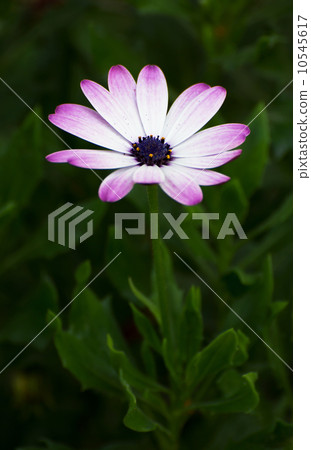 Purple beautiful head of a garden flower zinnia 10545617