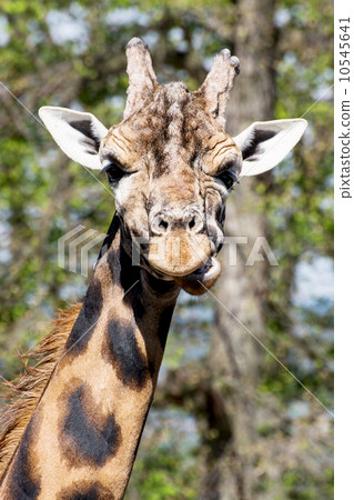 One Rothschild's giraffe (Giraffa camelopardalis rothschildi) One Rothschild's giraffe (Giraffa camelopardalis rothschildi) 10545641