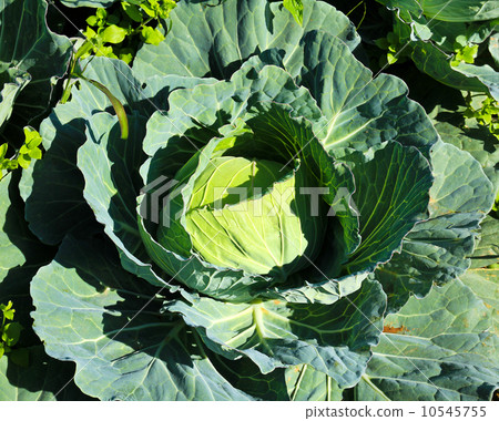 Cabbage head in a field. Cabbage head in a field. 10545755