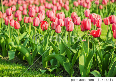 Red beautiful tulips Red beautiful tulips 10545815