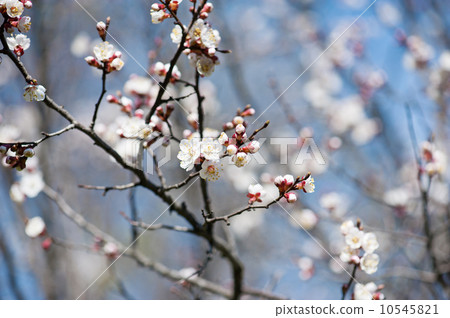 Apricot tree flower 10545821