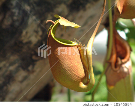 Nepenthes 10545894