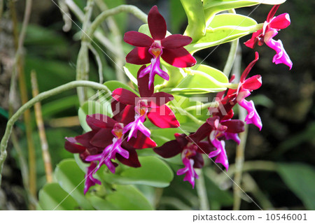 特力高九老“Eustis的 10546001