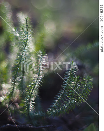 Lycopodium moss 10546251