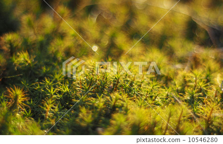 haircap in the woods haircap in the woods 10546280
