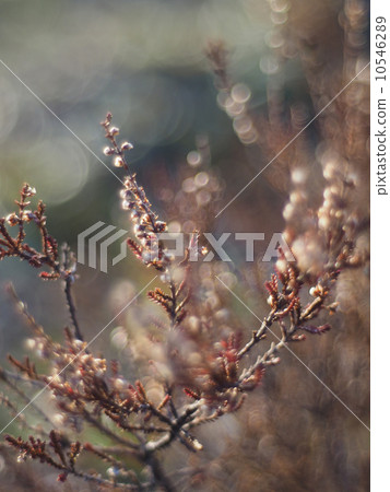 heather in the forest 10546289