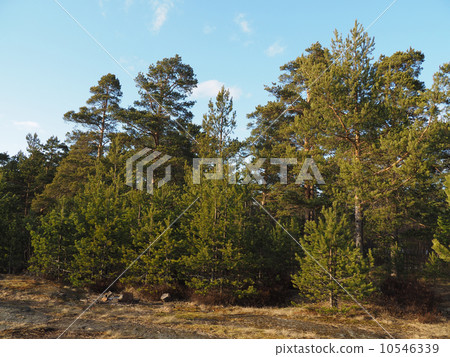 pinewood pinewood 10546339