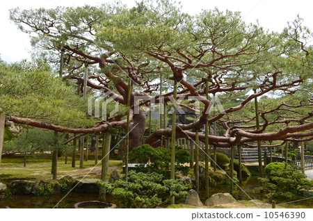 Karasaki Matsu Karasaki Matsu 10546390