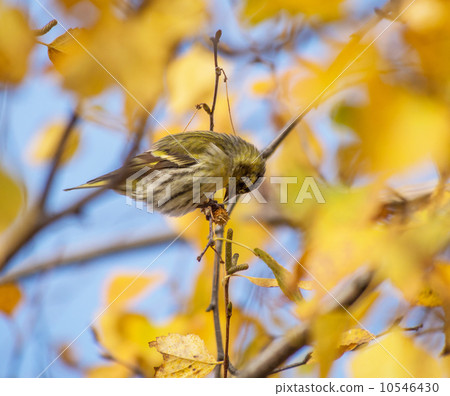 Siskin on the tree 10546430