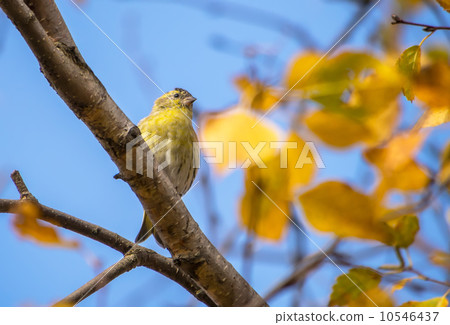 Siskin on the tree Siskin on the tree 10546437