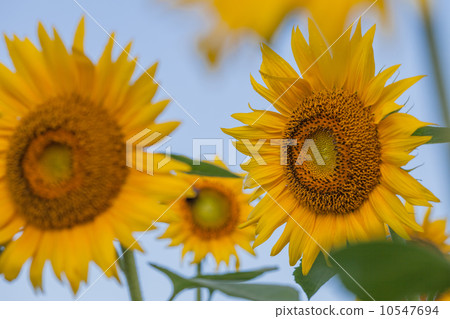 Sun Flower  10547694