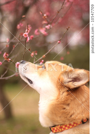 Dog sniffing the smell of plum blossoms 10547709