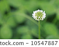 White clover 10547887