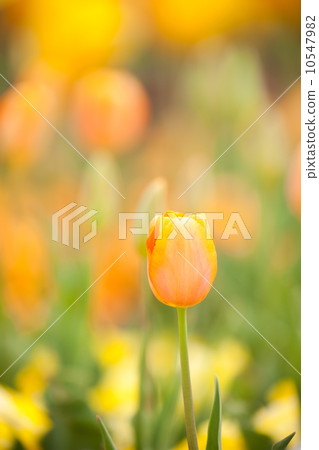 Tulip field Tulip field 10547982