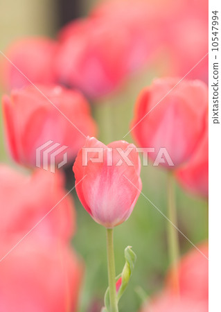 Tulip field Tulip field 10547994