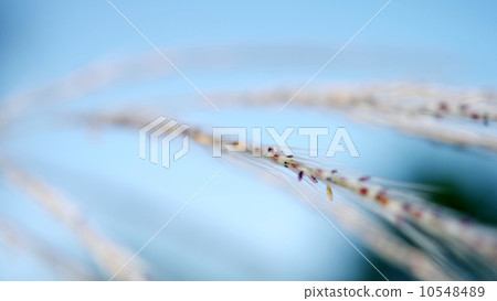 Abstract nature background 10548489