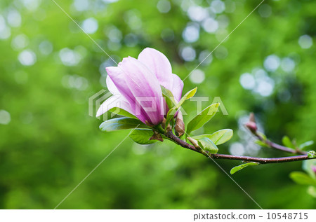 Magnolia flowers 10548715
