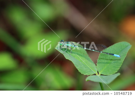 Kuroito Tombo 10548719