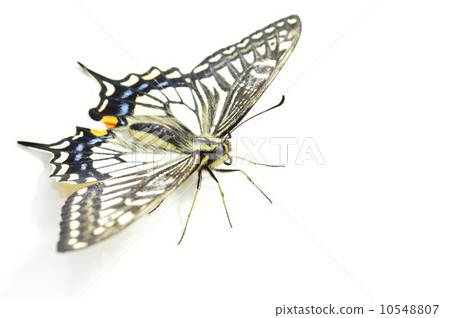 Beautiful feathers of Namiaguha white back white 10548807