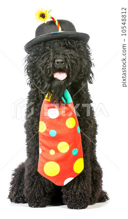 silly dog silly dog 10548812