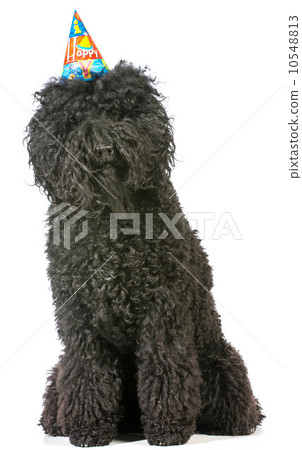 birthday dog 10548813