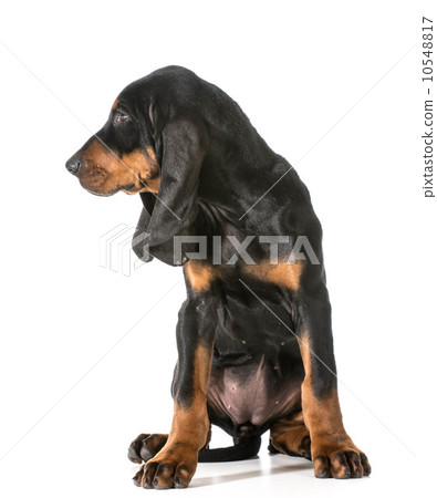 cute puppy cute puppy 10548817