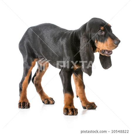 black and tan coonhound black and tan coonhound 10548822