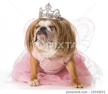 spoiled dog spoiled dog 10548831