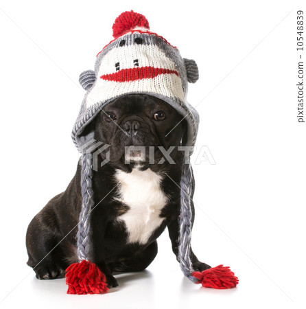 dog wearing hat 10548839