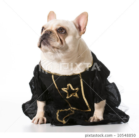 female french bulldog female french bulldog 10548850