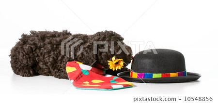 naughty dog 10548856