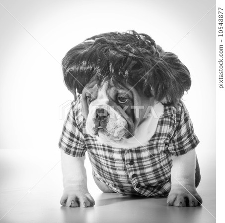 dog wearing wig dog wearing wig 10548877